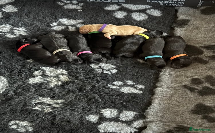 Labrador Retriever dogs - Advert 1
