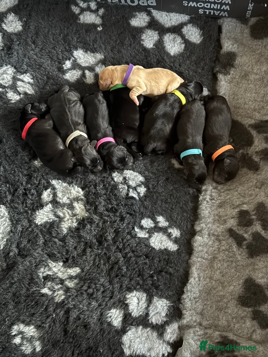 Labrador Retriever dogs for sale: Stunning litter of Labrador puppies - Image 1