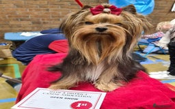 Yorkshire Terrier dogs for sale: Last female Yorkshire Terrier puppy left - Image 19