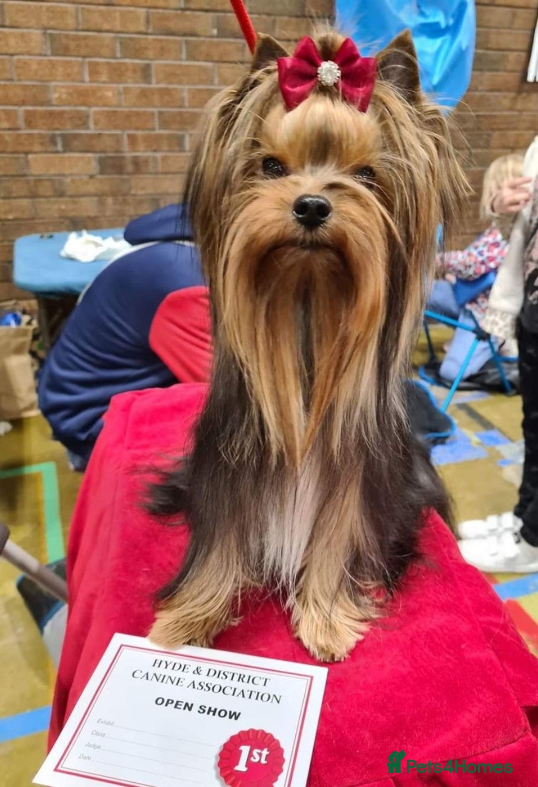 Yorkshire Terrier dogs for sale: Last female Yorkshire Terrier puppy left - Image 19