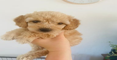 Cockapoo dogs - Advert 3