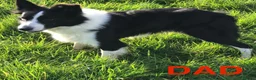 Border Collie dogs for sale: KC Reg Border Collie Puppies Black & White - Advert 9