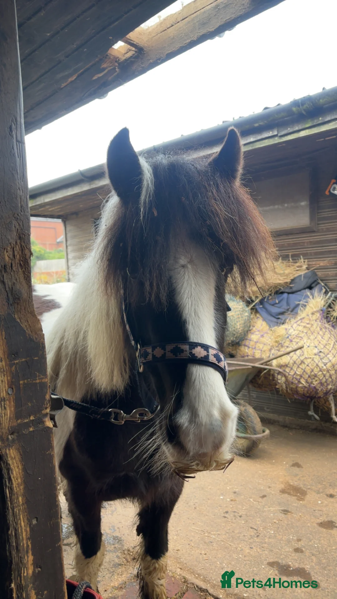 Irish Cob horses for sale: Clover welsh x cob  - Advert 2