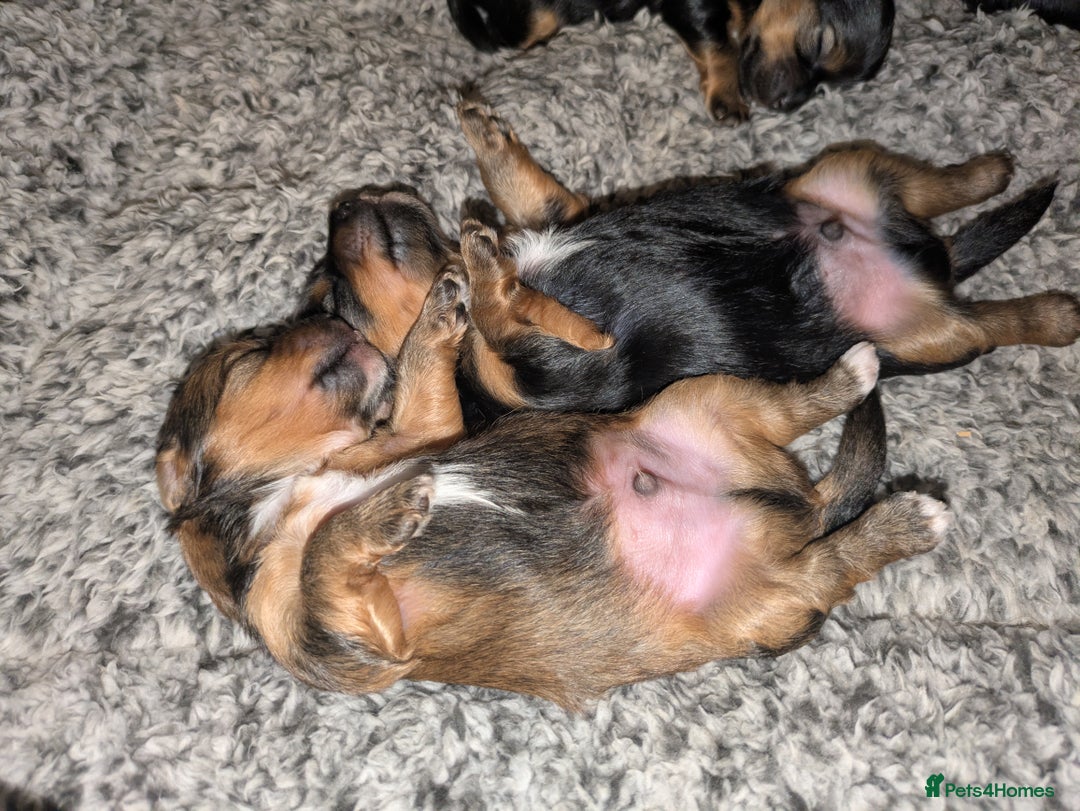 Mixed Breed dogs for sale: Porkies (Pom x Yorkie) Puppies! - Image 10
