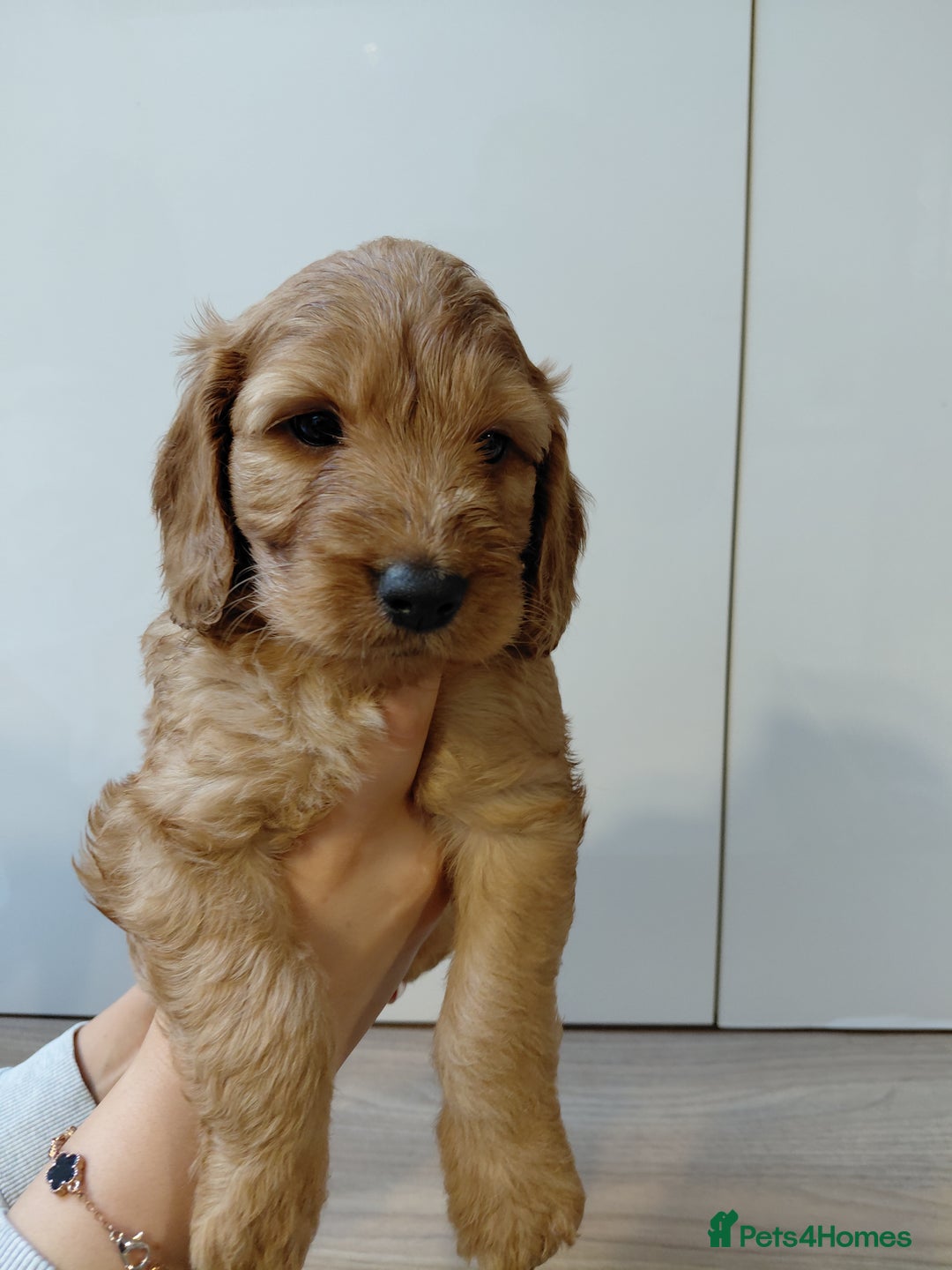 Cockapoo dogs for sale: F2 Cockapoo - Advert 2