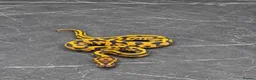 Python Snake reptiles for sale: Baby / Juvenile Ball Pythons  - Advert 7