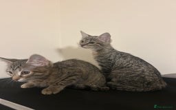 British Shorthair cats for sale: 2 Beautiful Girls Ready to Go - Image 1
