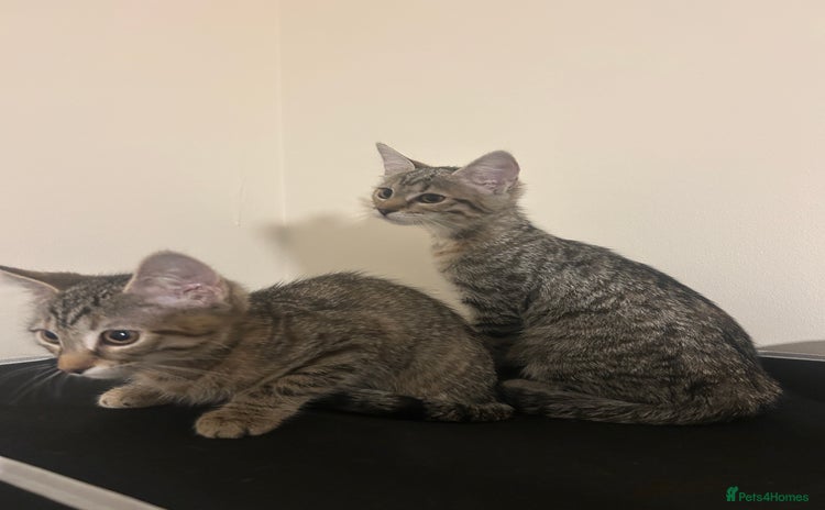 British Shorthair cats - Advert 1