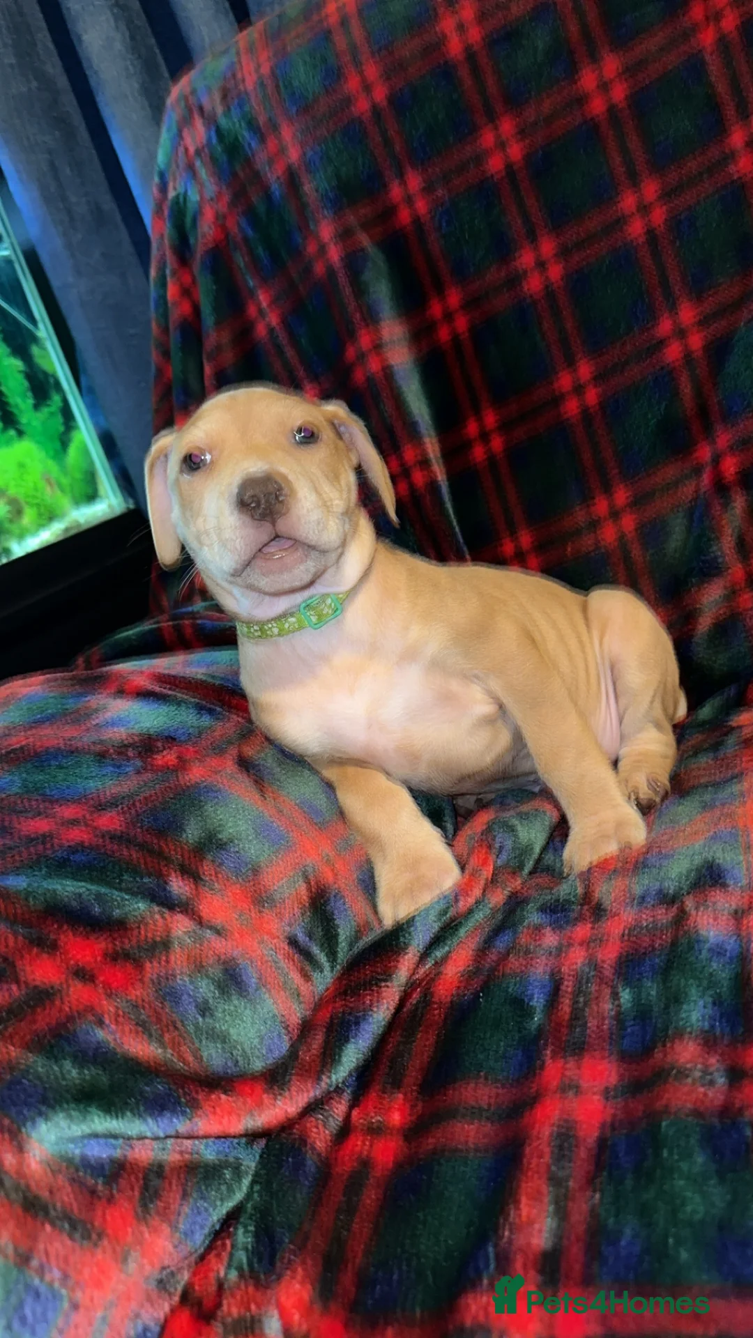 Mixed Breed dogs for sale: Staff X Sharpei puppies  - Advert 2