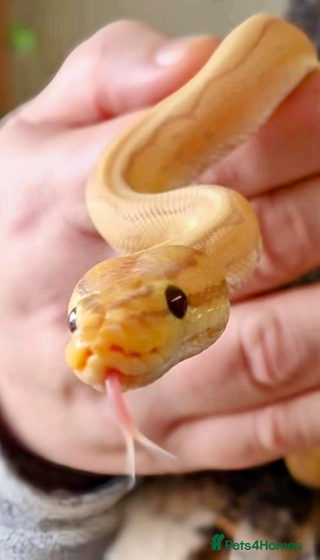 Snake reptiles for sale: FULL SET UPS X 2  - Advert 4