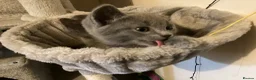 Ragdoll cats for sale: British short hair & ragdoll x - Advert 11