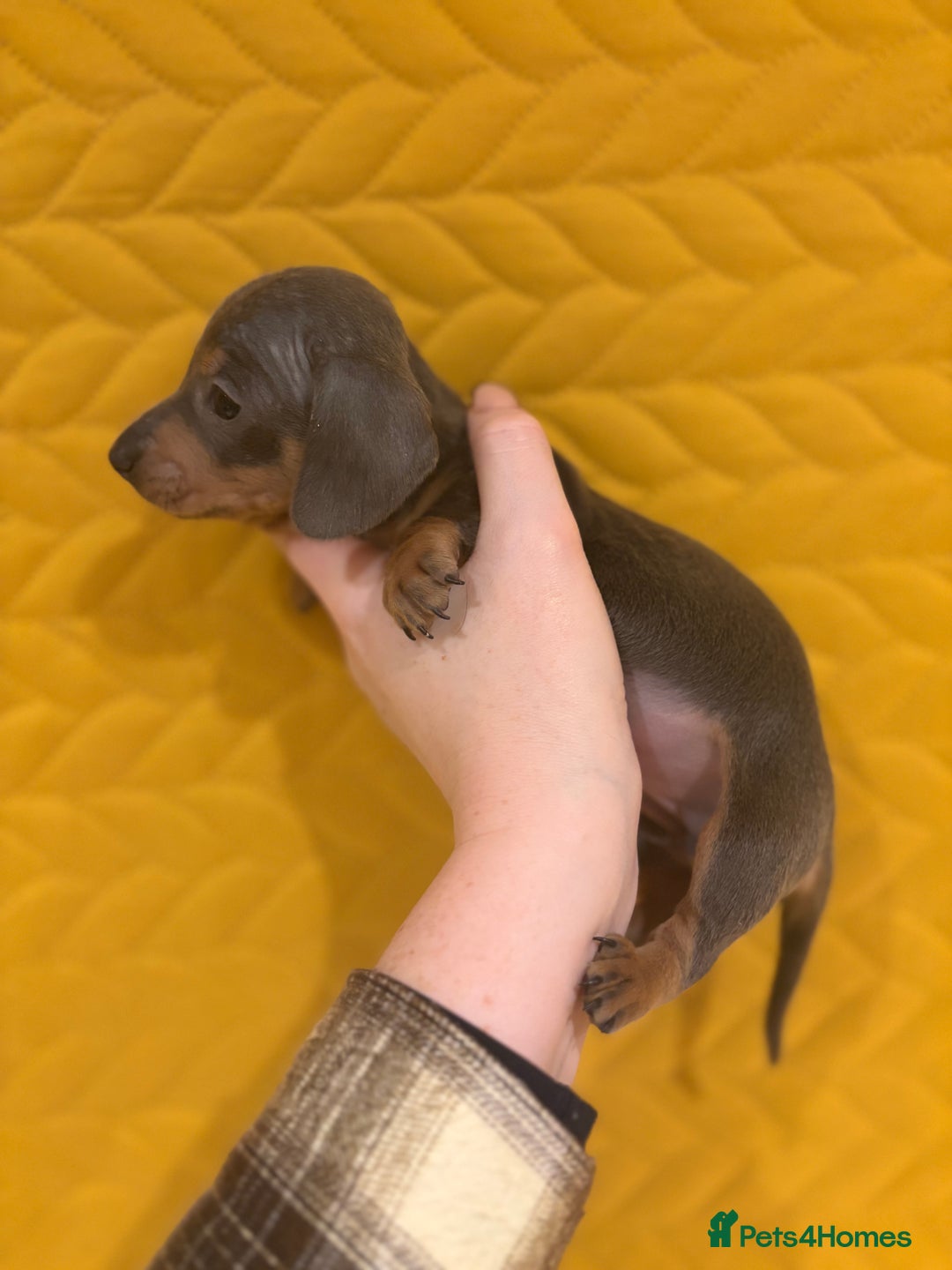 Miniature Dachshund dogs for sale: KC registered Miniature Dachshund Puppies - Advert 6