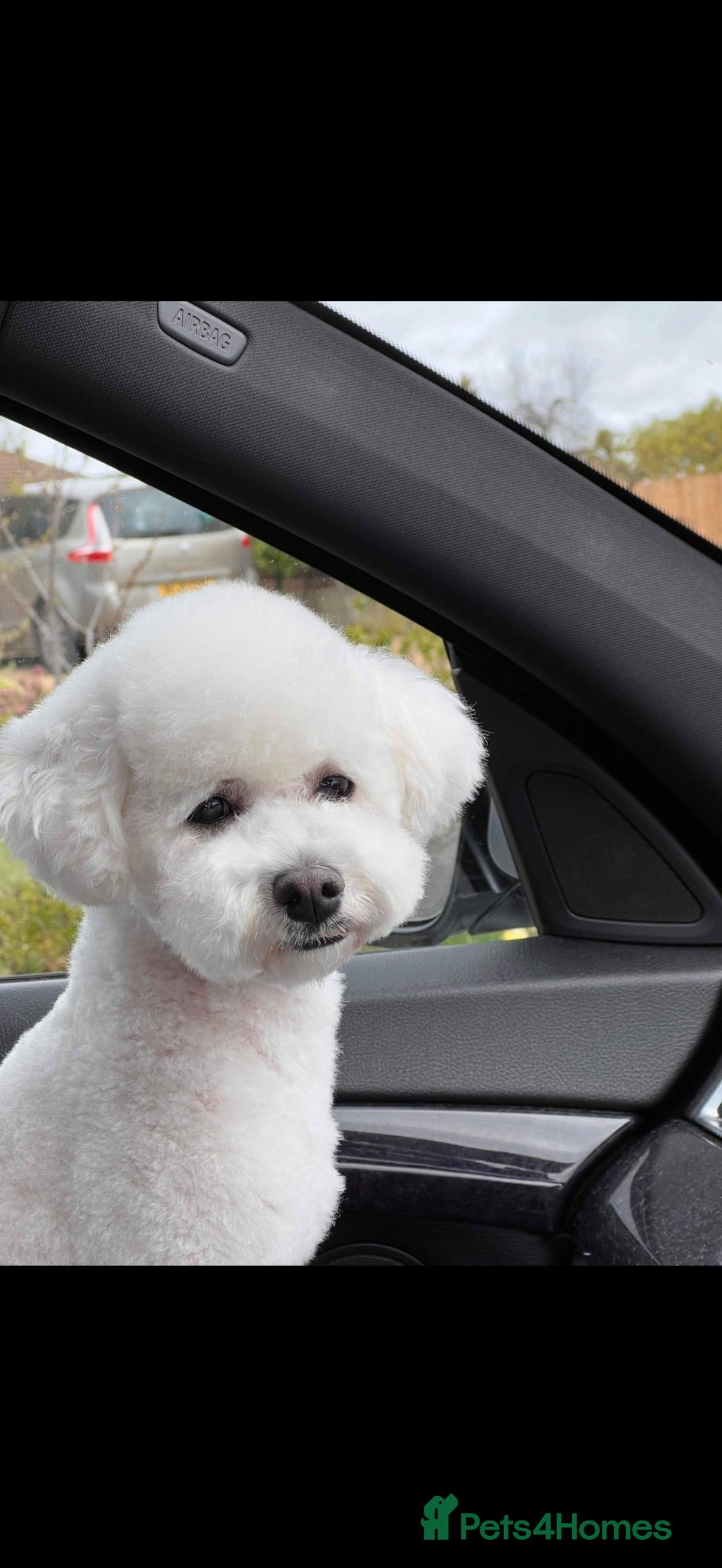 Bichon Frise dogs ⭐️Gorgeous Bichon Frise Puppies Available ⭐️ - Advert 2