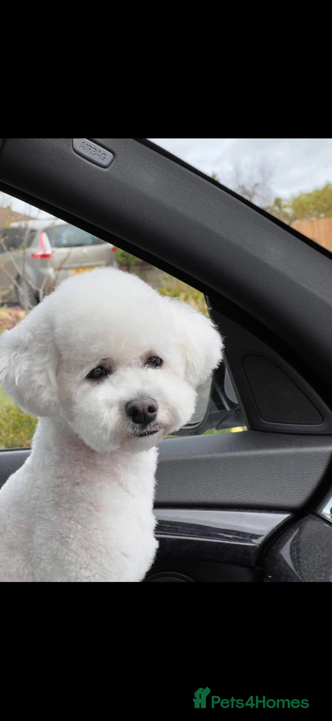 Bichon Frise dogs for sale: ⭐️Gorgeous Bichon Frise Puppies Available ⭐️ - Advert 2