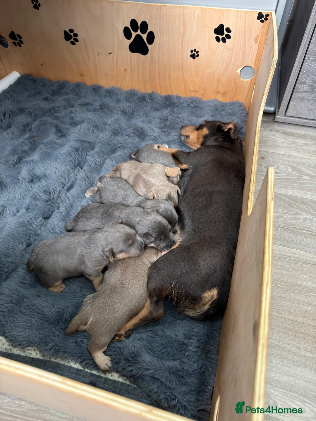 Jack Russell dogs for sale: Jack Russell Puppies in Weston-super-Mare - Advert 1
