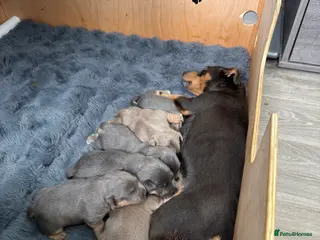 Jack Russell dogs Jack Russell Puppies - Advert 1