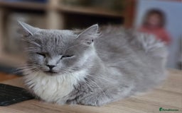 British Longhair cats for sale: 1 Male and 1 Female British Longhair cross kittens - Image 4