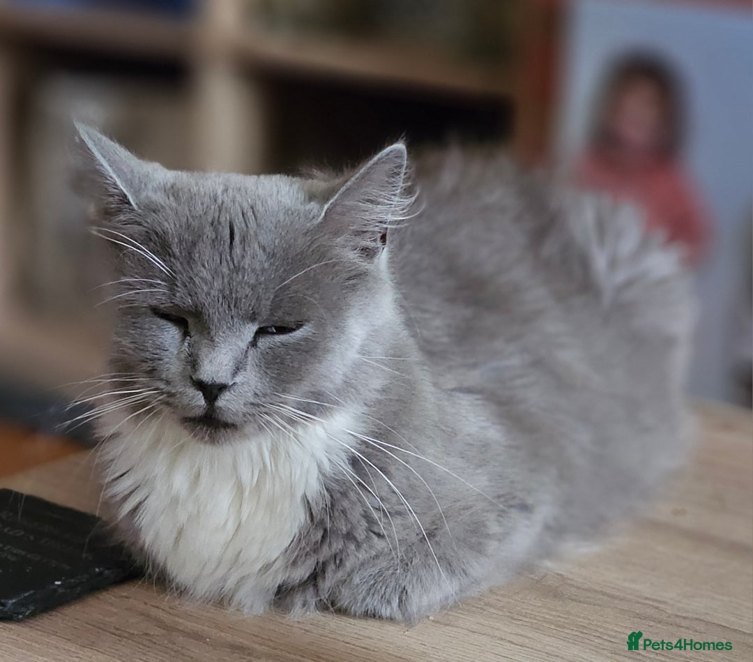 British Longhair cats for sale: 1 Male and 1 Female British Longhair cross kittens - Image 4