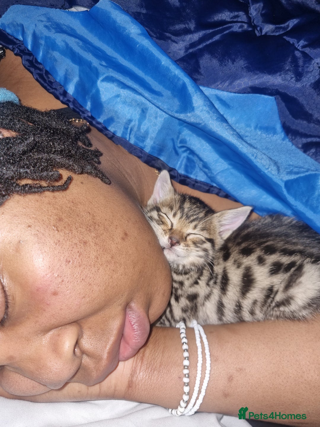 Bengal cats for sale: 4 Bengals for ready for new home - Advert 4