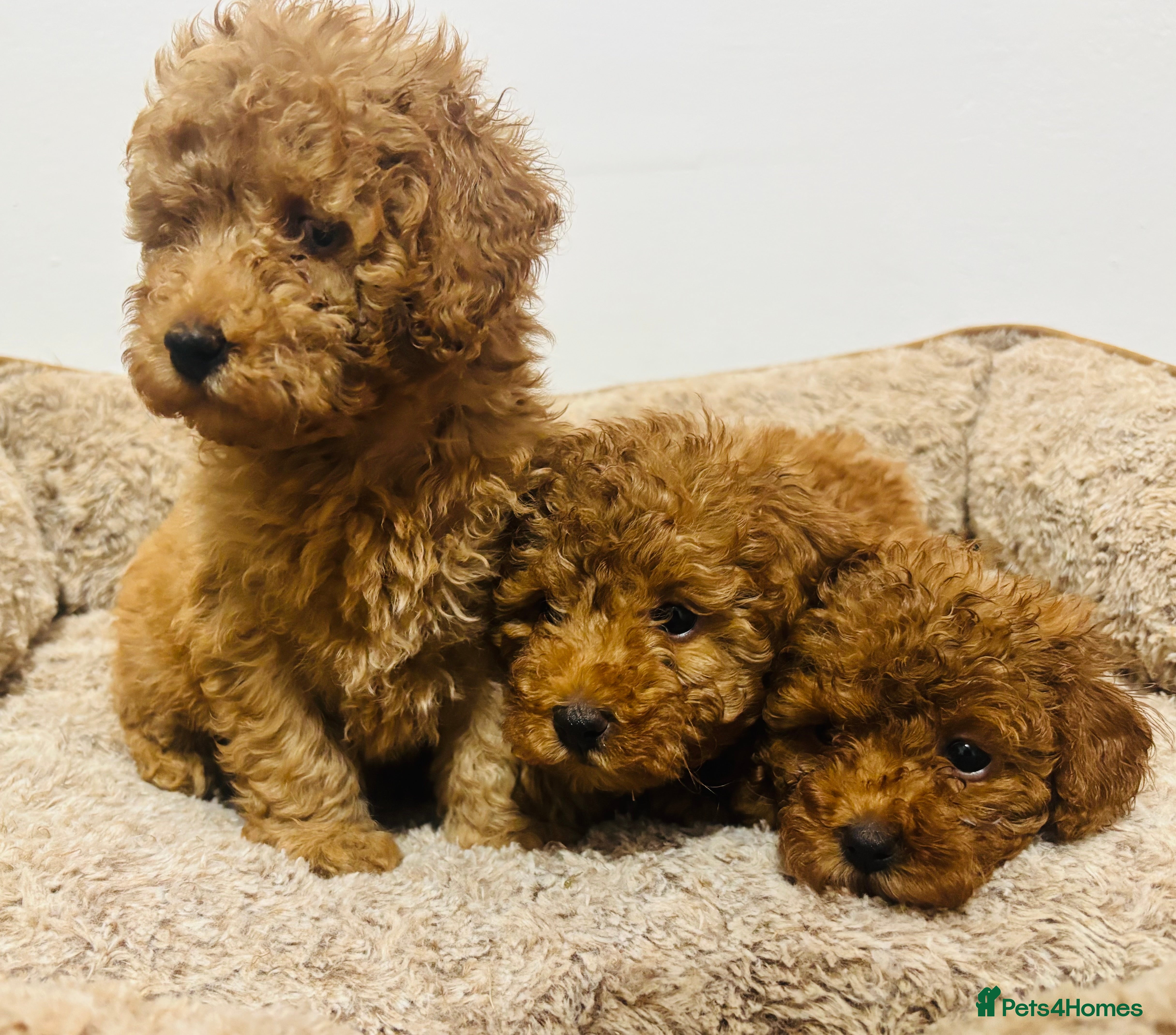 Toy Poodle dogs Toy Poodle - Advert 1