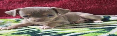 Chihuahua Puppy 3