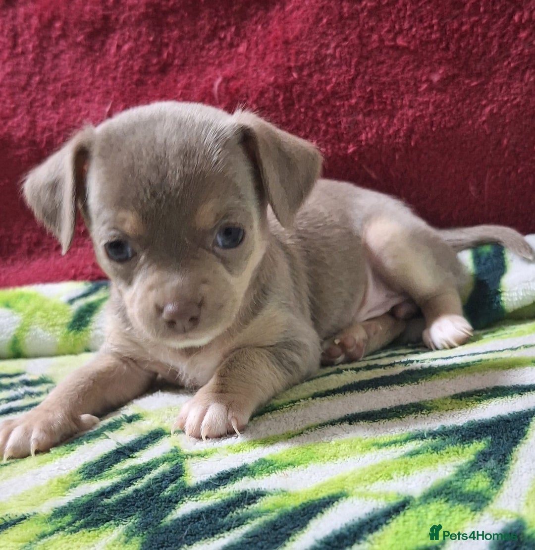 Chihuahua dogs for sale: KC Chihuahua Baby Girls - Advert 16