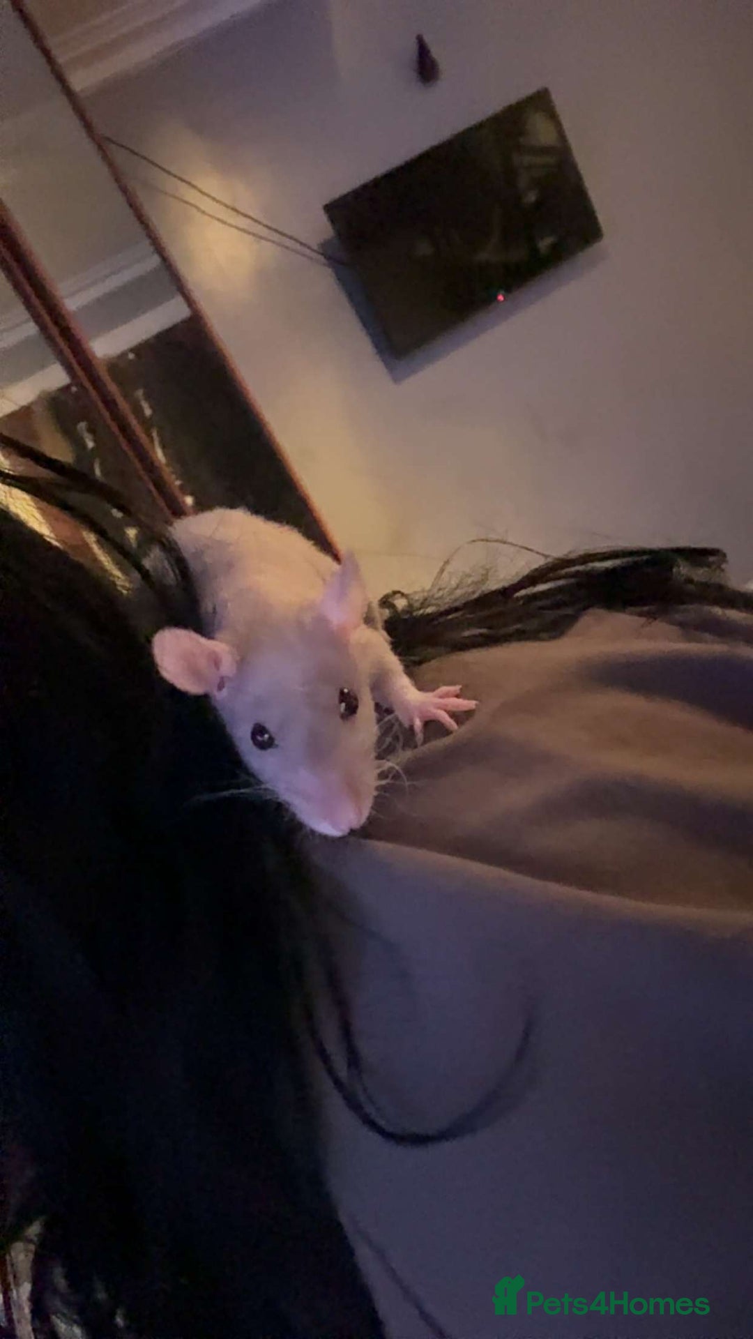 Rat rodents for sale: 7 female rats - Advert 4