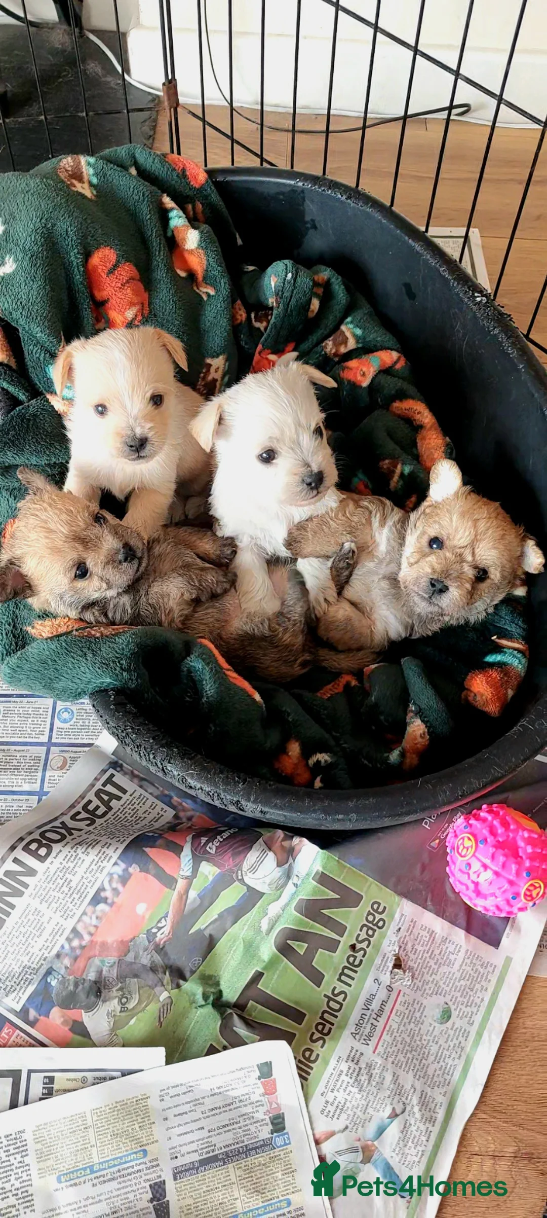 Jackapoo dogs for sale: JACKANORRIPOOS - Advert 1