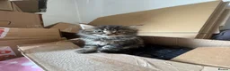 Mixed Breed cats for sale: Bengal x Maine coon  - Advert 6