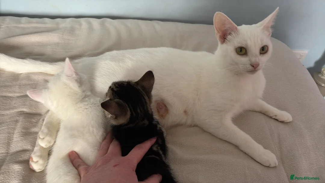 Domestic Shorthair cats for sale: 5 beautiful kittens - Advert 7