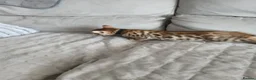 Bengal cats for sale: Pure bengal boy - Advert 7