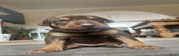 Mixed Breed dogs for sale: Doberman mix  in Nottingham - Advert 36