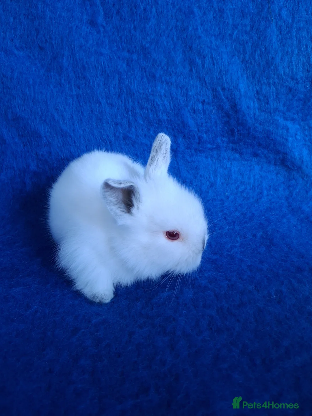 Lionhead rabbits for sale: Lionhead Baby Bunnies  - Advert 11