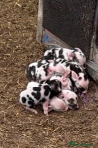 Pig livestock Full breed kunekune piglets  - Advert 2