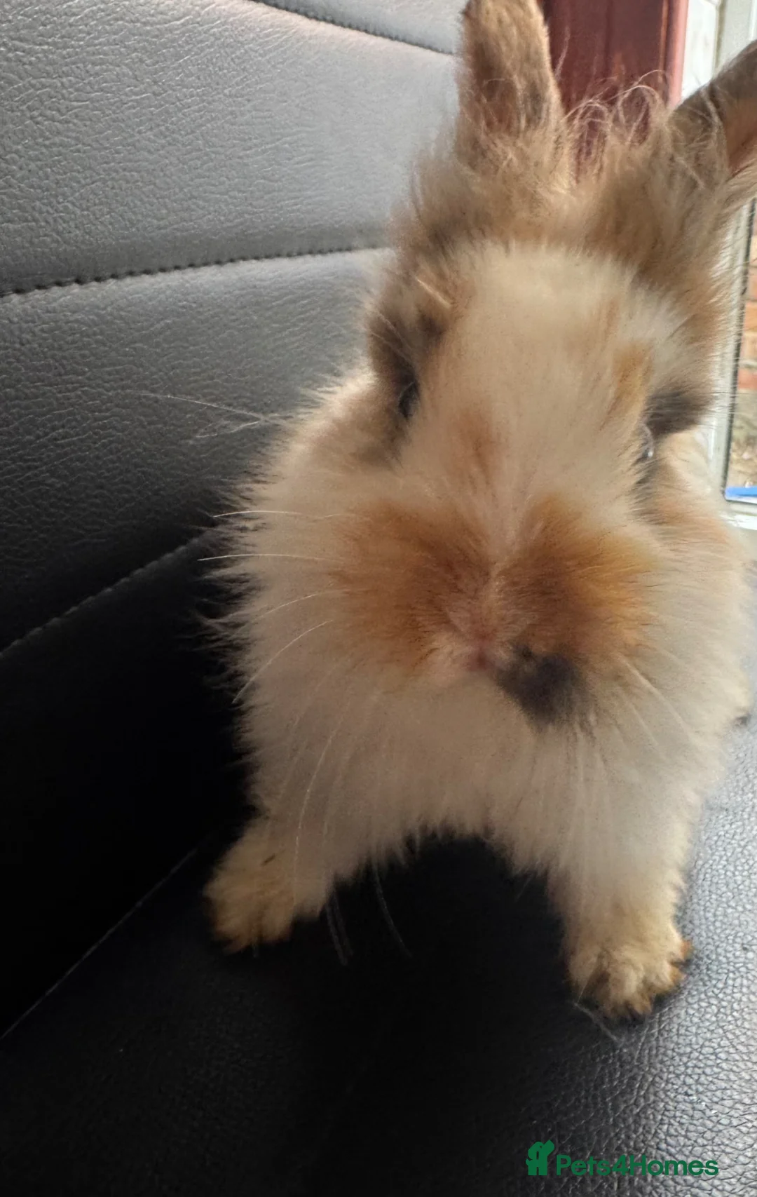 Lionhead rabbits for sale: Rabbit / lion head  in Southampton - Advert 2