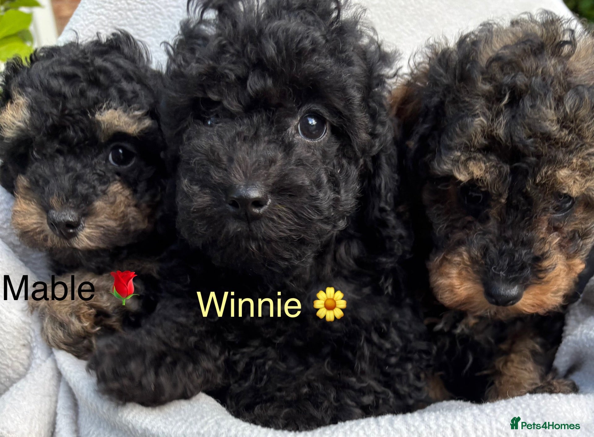 Toy Poodle dogs 3 Pedigree TOY POODLE GIRLS -ready now in Cheshire - Advert 2
