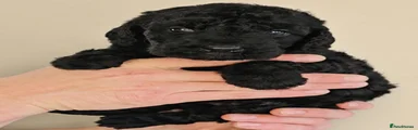 Ebony