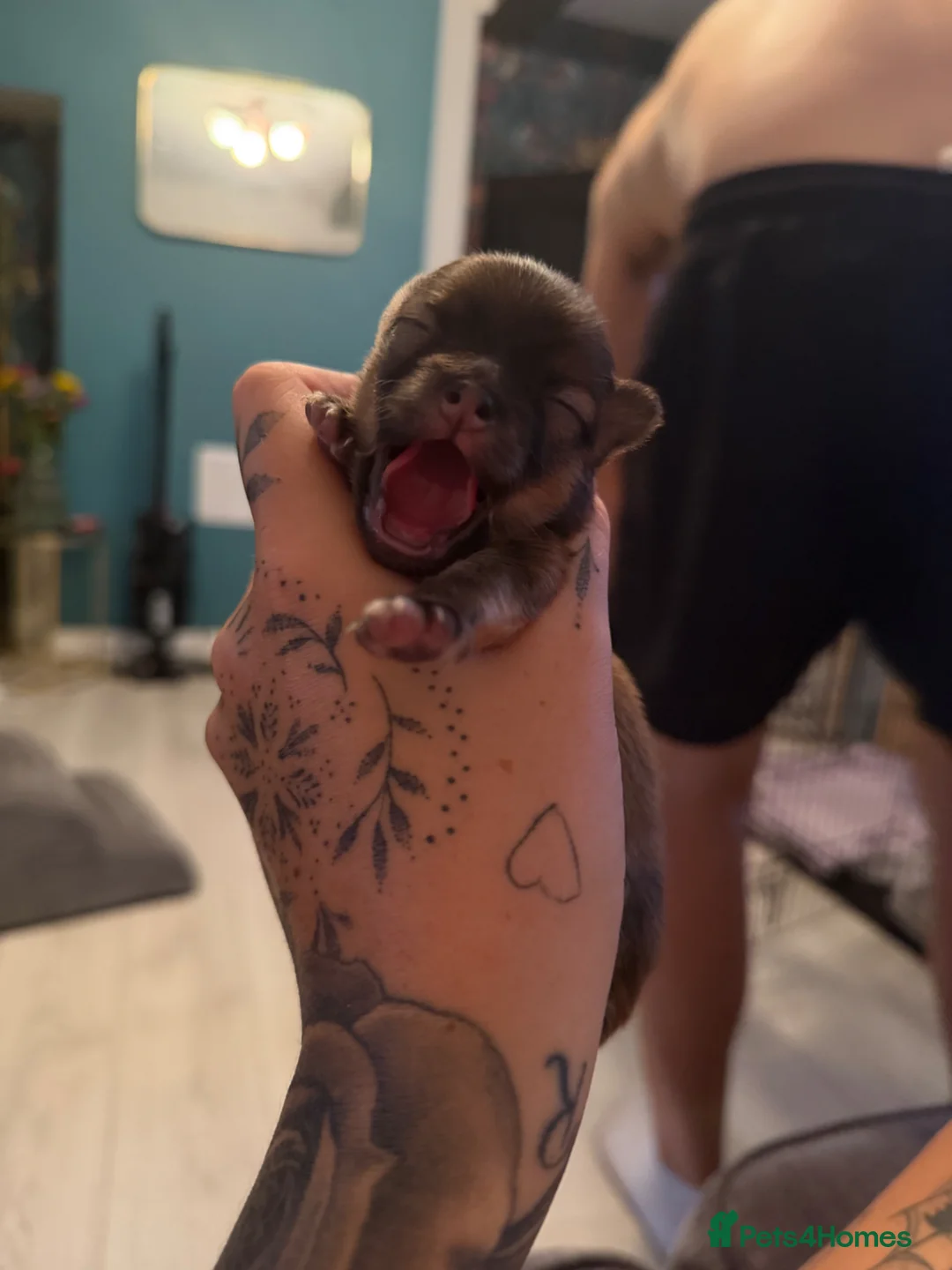 Pomchi dogs for sale: Beautiful baby pomchi! in Loughborough - Advert 1