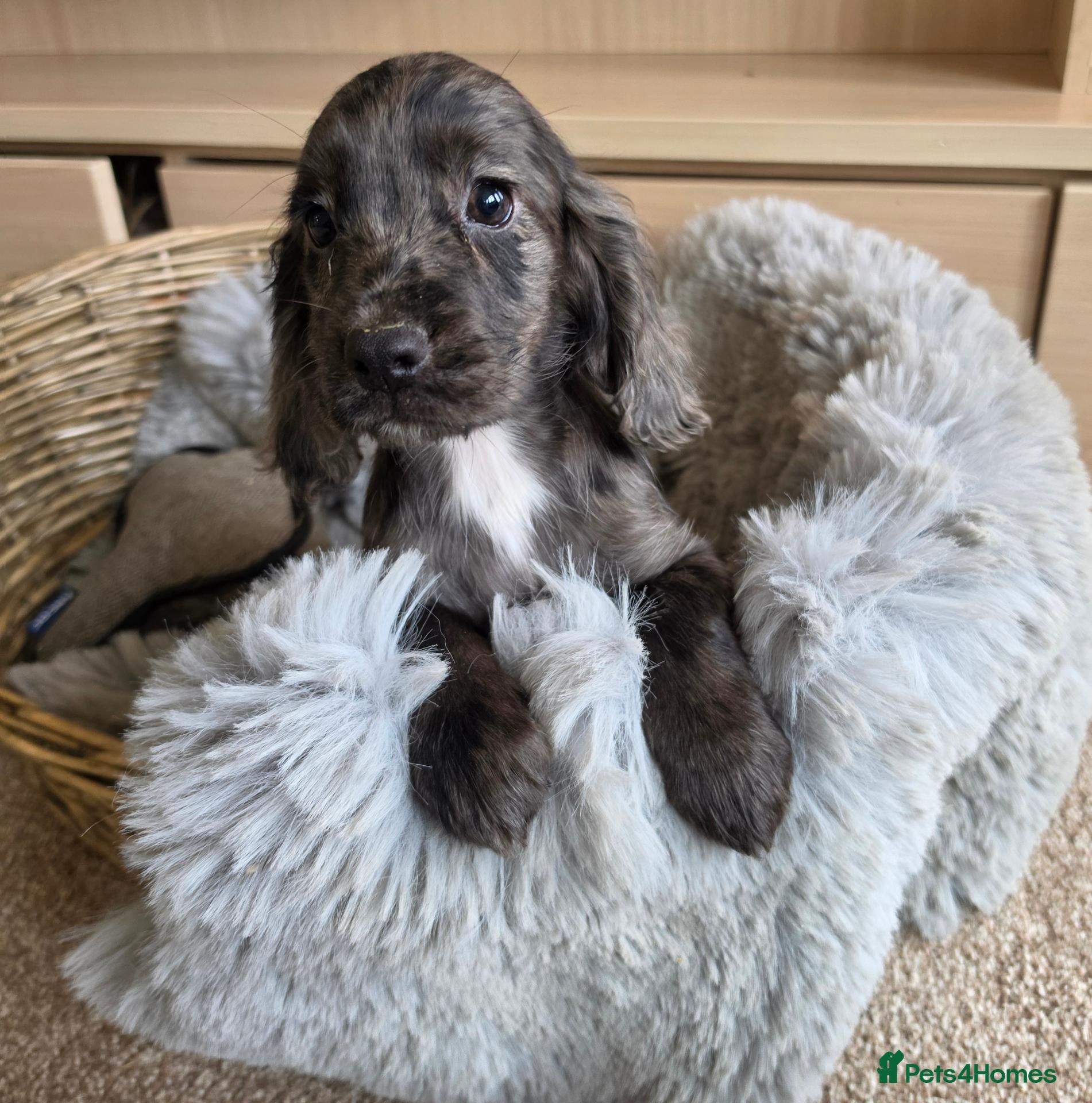Cocker Spaniel dogs Working Type Cocker Spaniels - Advert 1