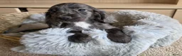 Cocker Spaniel dogs for sale: Working Type Cocker Spaniels - Advert 6