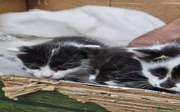 Domestic Shorthair cats for sale: mother cat and 4 kittens all together - Image 2