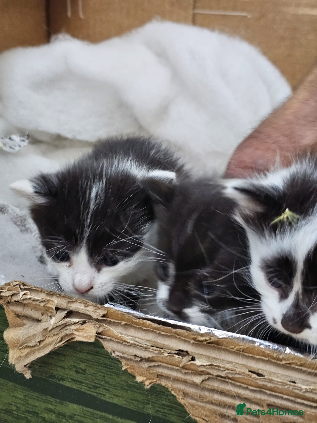 Domestic Shorthair cats for sale: mother cat and 4 kittens all together - Image 2