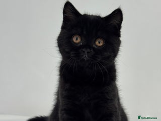 British Shorthair cats READY 2 LEAVE Female British Shorthair Kitten - Advert 2