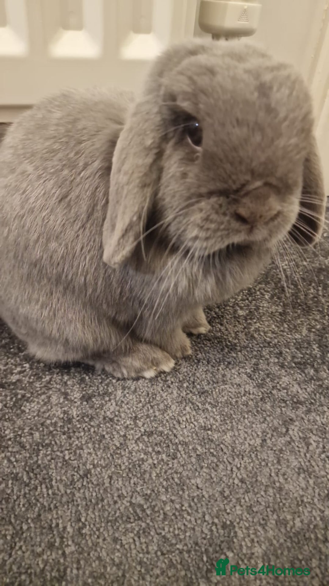 Mini Lop rabbits for sale: Lola & Frappe !!MUST GO TOGETHER!!🩷 - Advert 4