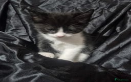British Shorthair cats for sale: Kittens ready to go to new homes  - Image 10