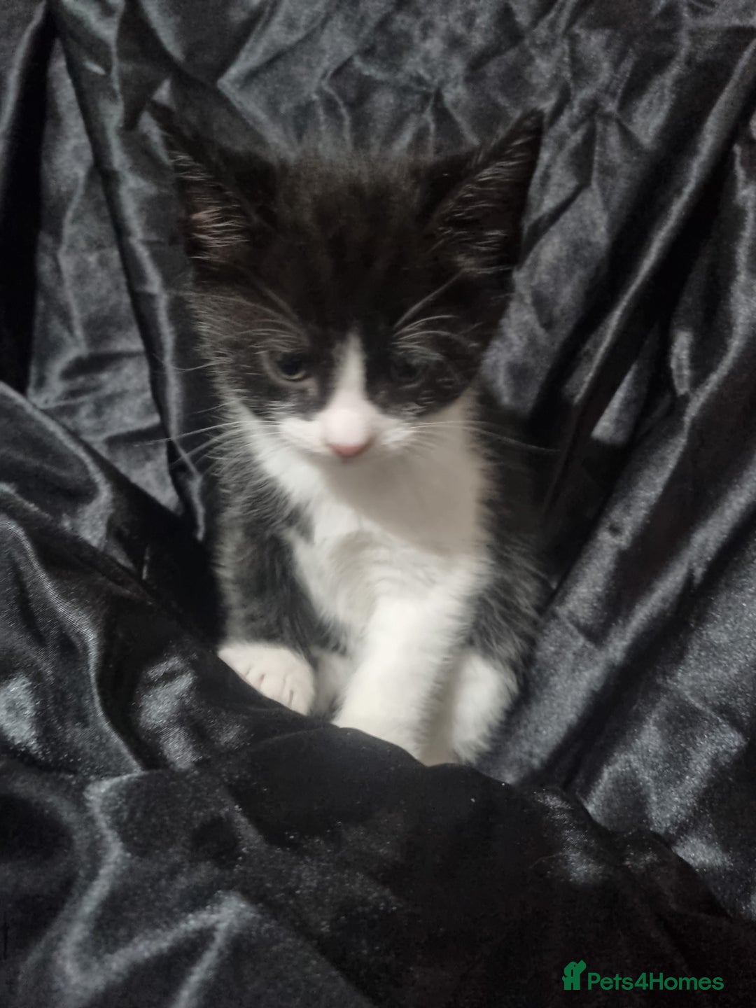 British Shorthair cats for sale: Kittens ready to go to new homes  - Image 10