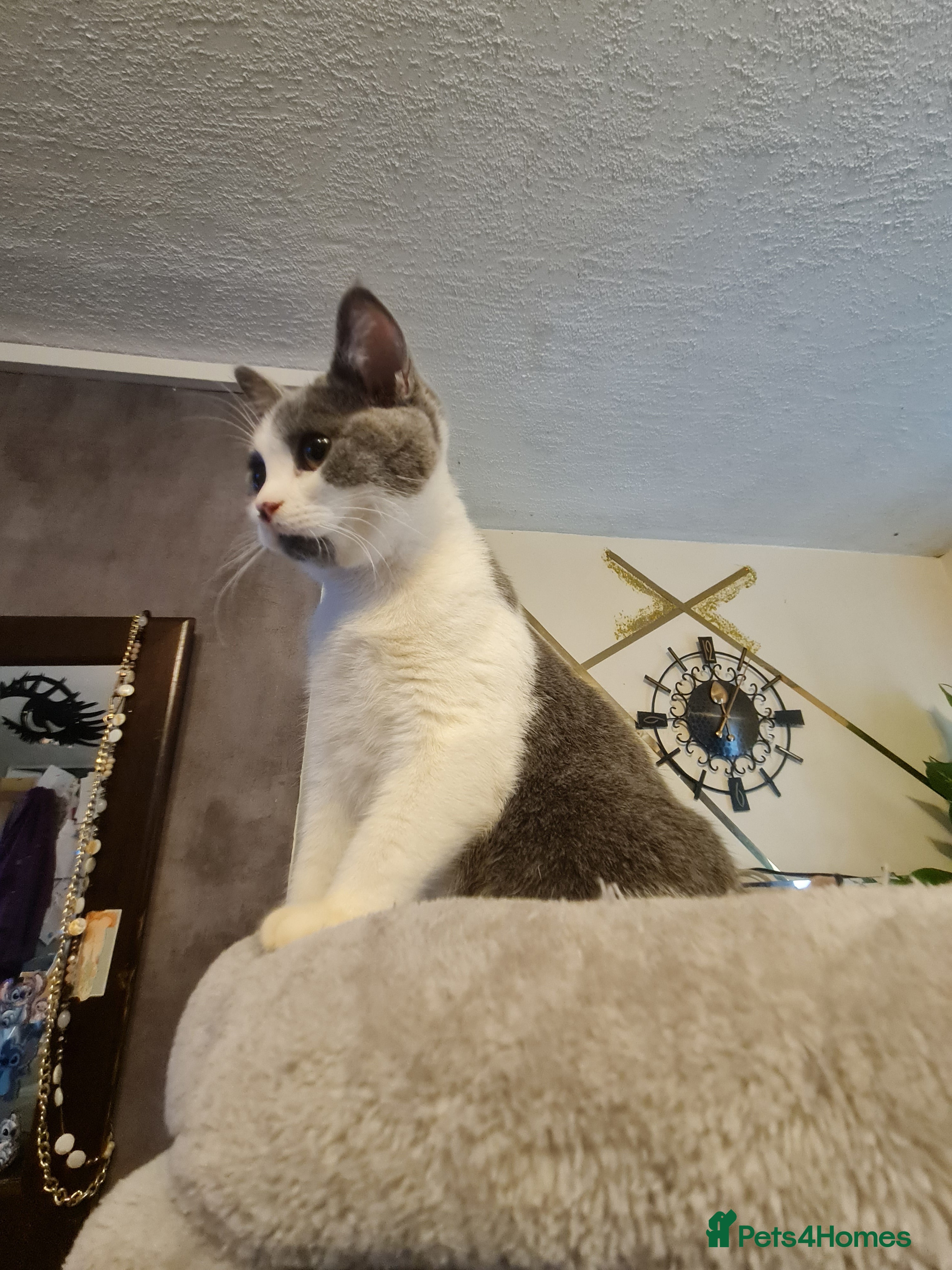 Mixed Breed cats Stunning  kittens looking  4 new home - Advert 3