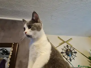 Mixed Breed cats Stunning kittens looking 4 new home - Advert 3