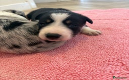 Australian Shepherd dogs for sale: *3 LEFT* Australian shepherd puppies for sale  - Image 12