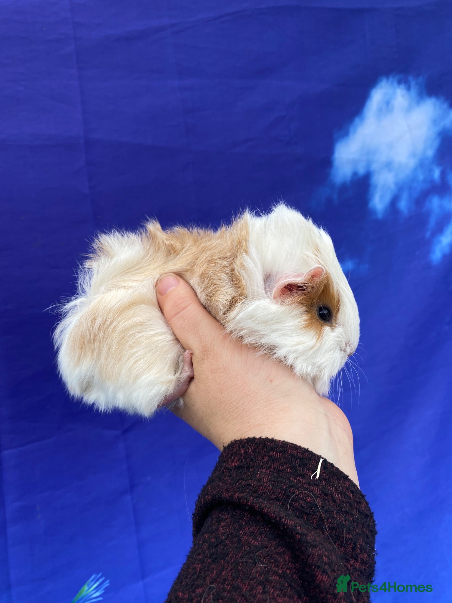 Guinea Pig rodents 2 girls & 2 boys Peruvian cross Silkie babies - Advert 1